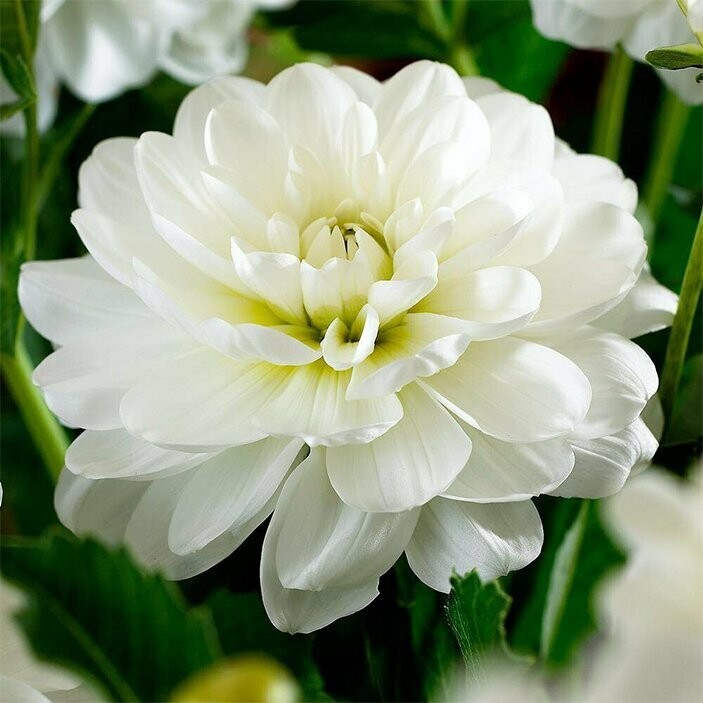 White Onesta