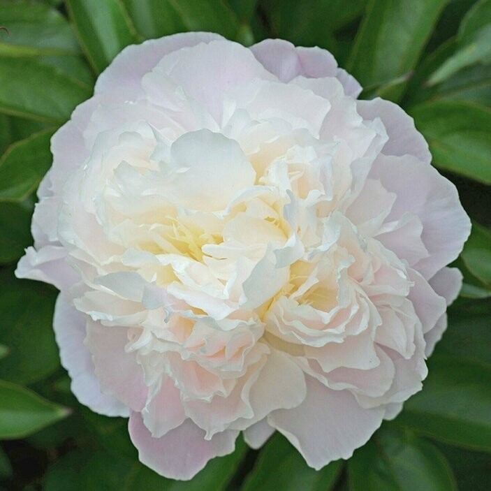 10 Duchess de Nemours