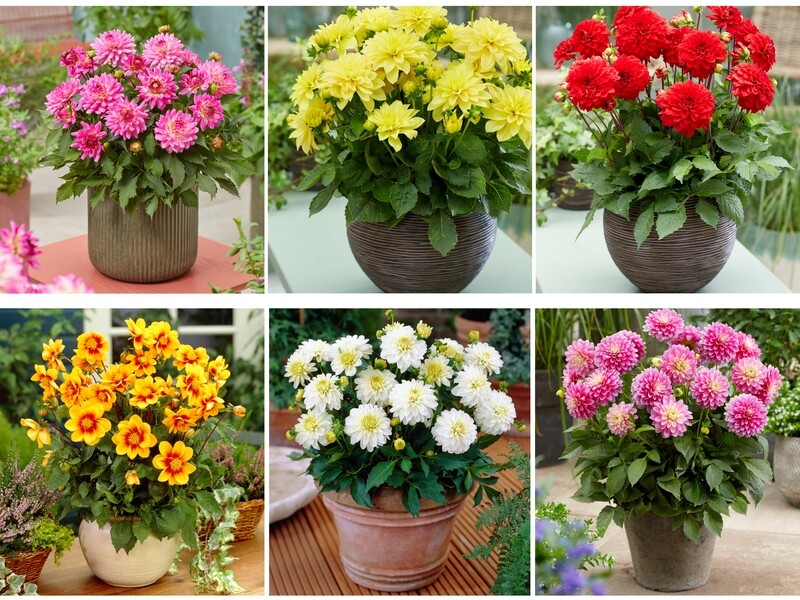 Low Growing Dahlia 6 Pack