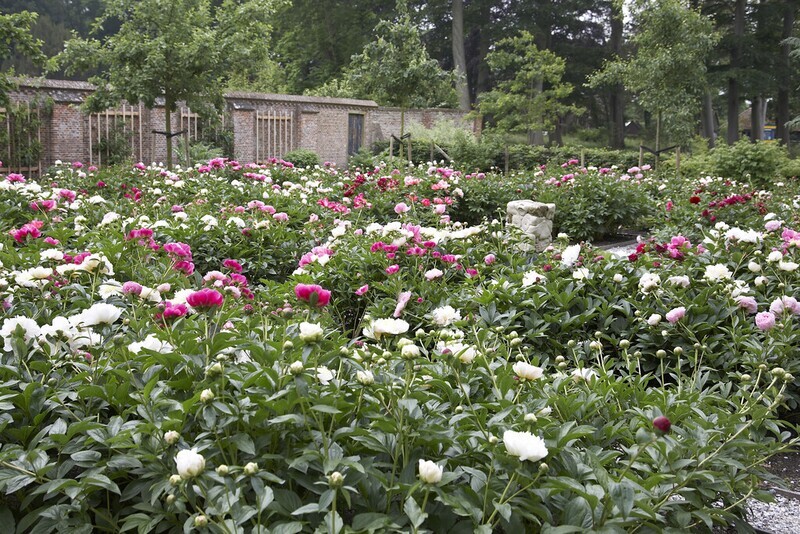 12 Mixed Peonies