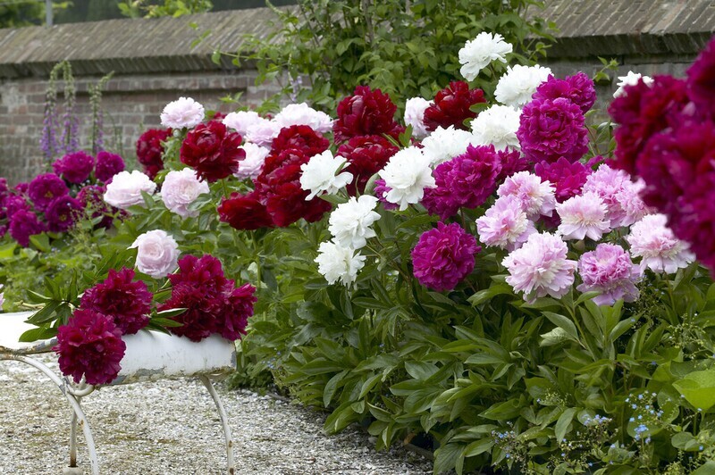 6 Mixed Peonies