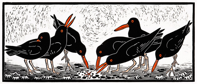Black Oystercatchers