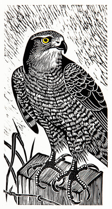 Hawk on Lookout