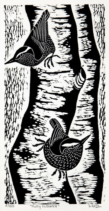 Nutty Nuthatch