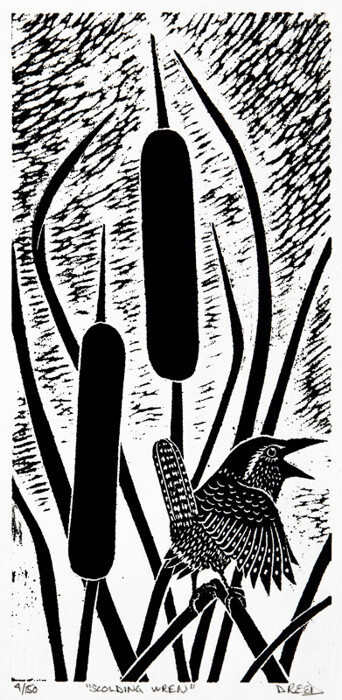 Scolding Wren
