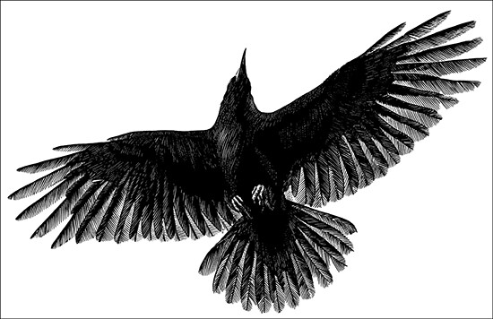 Crow in Flight