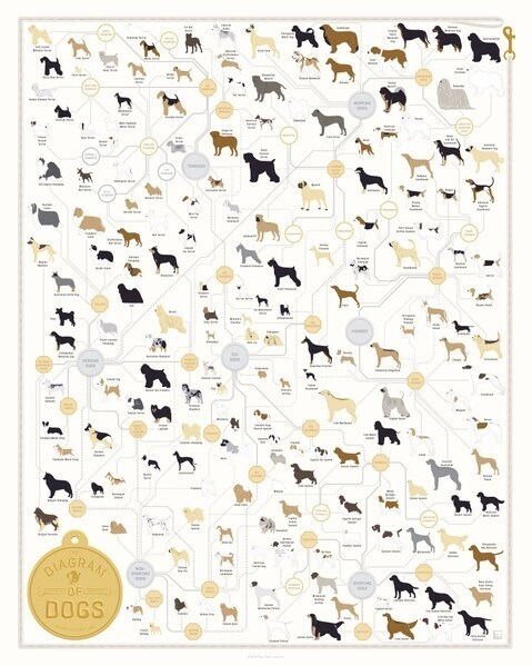 Diagram of Dogs