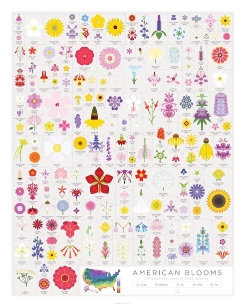 Ornamental Flowers of North America