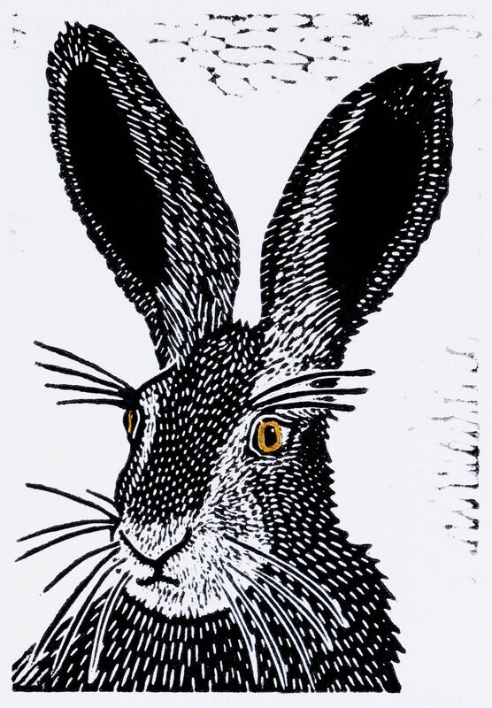 Brown Eyed Hare
