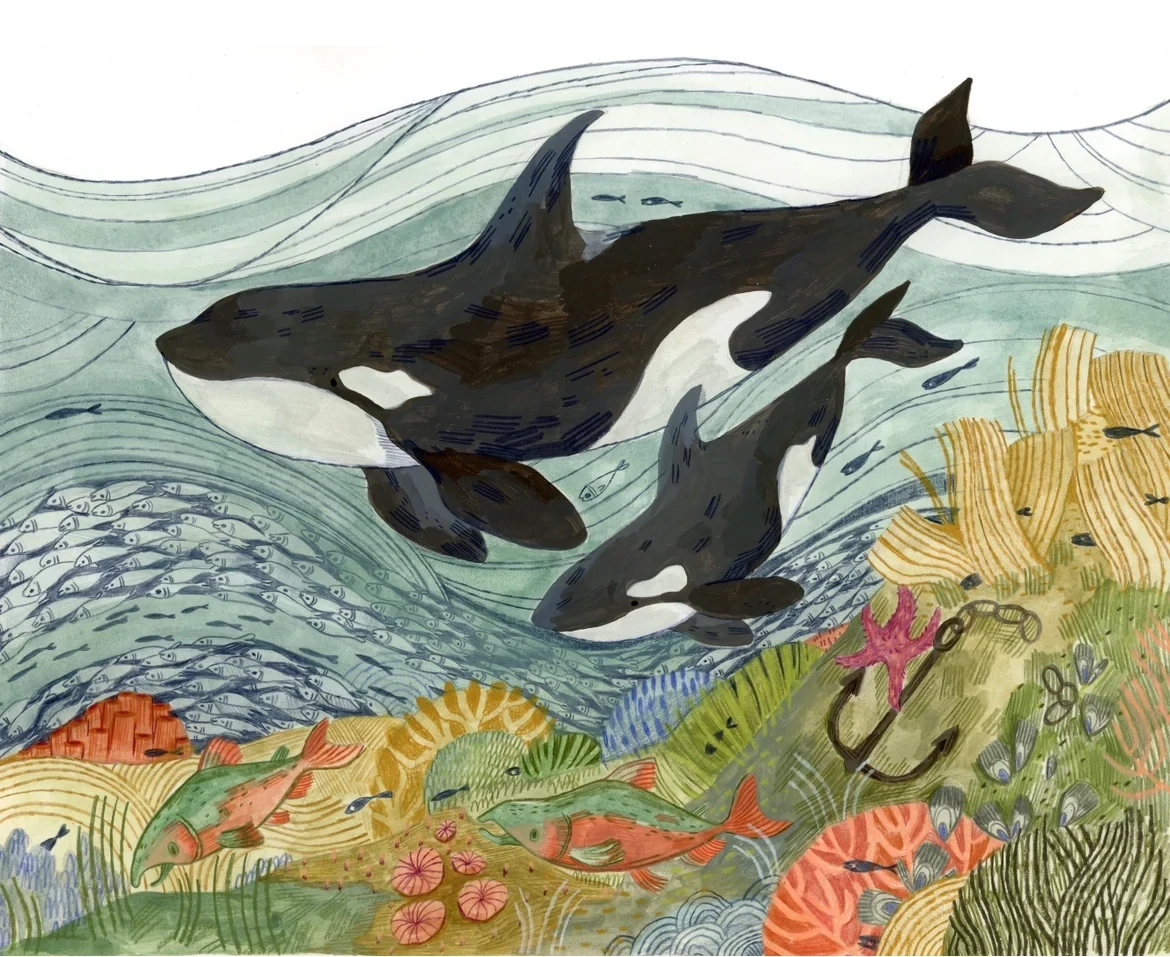 Ocean Orcas