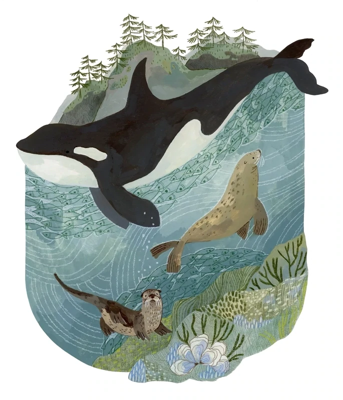 San Juan Orcas
