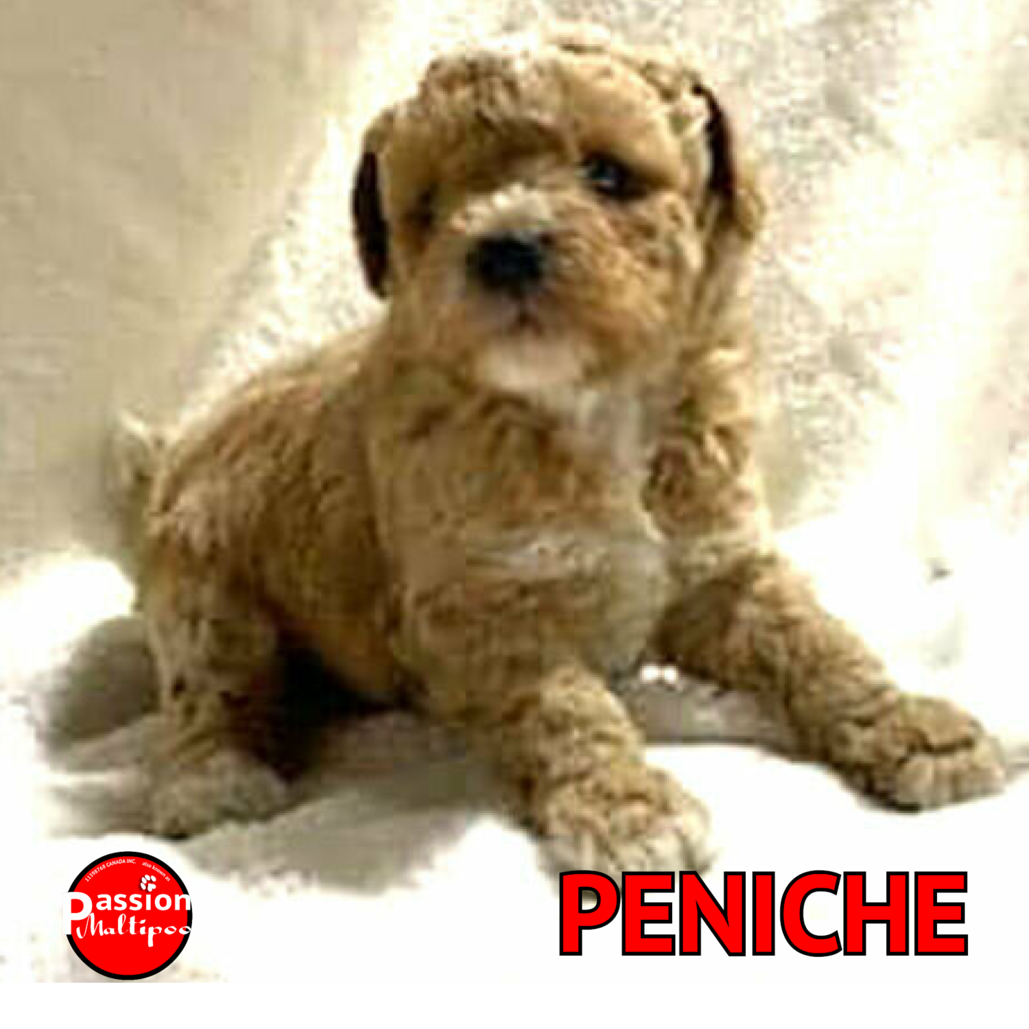 FEMELLE, MINI (+- 12 LBS) FEMELLE, MINI (+- 12 LBS)