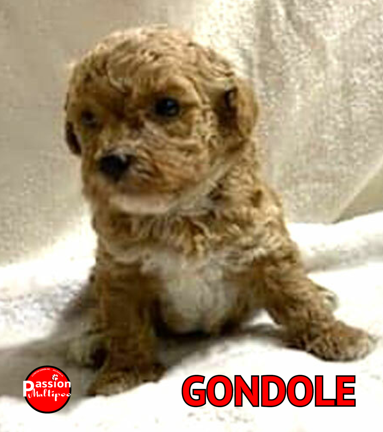 FEMELLE, MINI (+- 12 LBS) FEMELLE, MINI (+- 12 LBS)