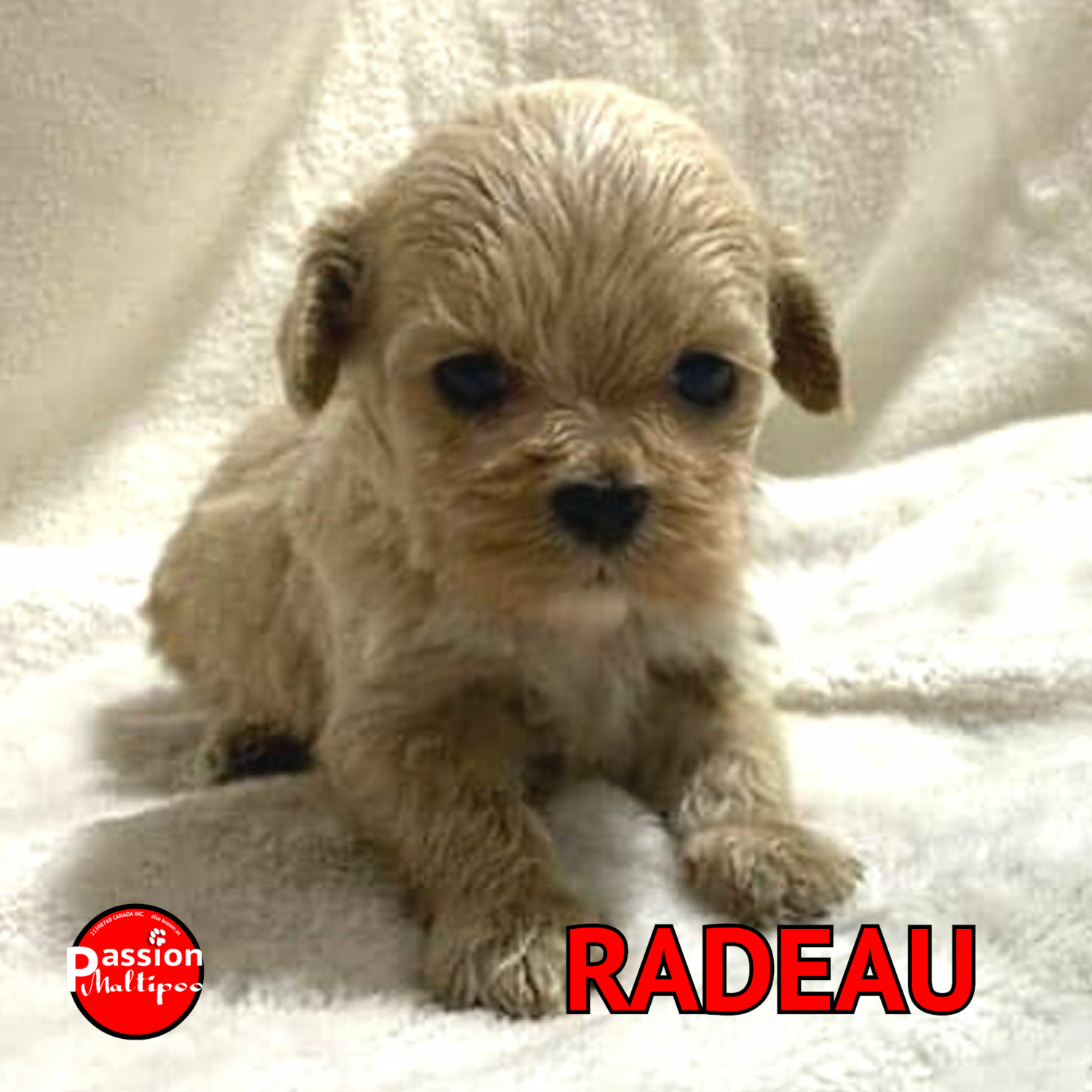 MÂLE, MINI (+- 12 LBS) MÂLE, MINI (+- 12 LBS)