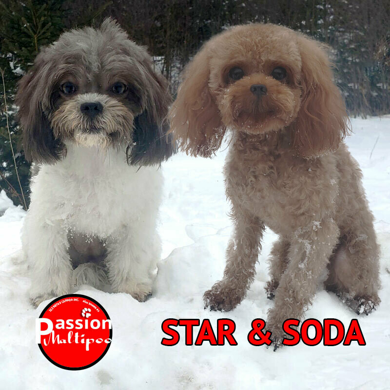❤️ Star & Soda attendent la cigogne.❤️ ***DÉPÔT*** (Reste 4) ❤️ Star & Soda attendent la cigogne.❤️ ***DÉPÔT*** (Reste 4)