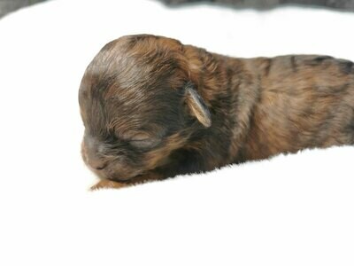 ❤️POESIE❤️FEMELLE, Entre 6 et 12 lbs ❤️POESIE❤️FEMELLE, Entre 6 et 12 lbs