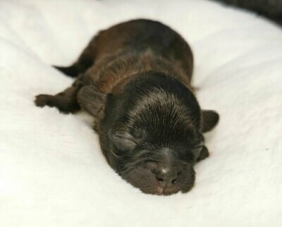 ❤️ARIA❤️FEMELLE, Entre 6 et 12 lbs ❤️ARIA❤️FEMELLE, Entre 6 et 12 lbs