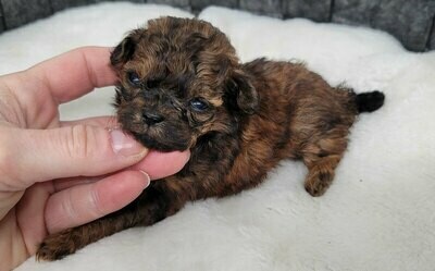 ❤️POESIE❤️ SHIHPOO, FEMELLE, +- 2 lbs ***CHINACUP*** ❤️POESIE❤️ SHIHPOO, FEMELLE, +- 2 lbs ***CHINACUP***