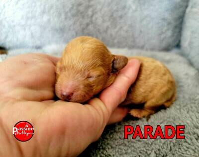 *PARADE *PARADE