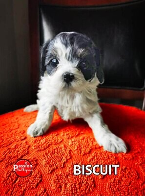 ❤️Biscuit❤️ Caniche, femelle, 6 à 12 LBS ❤️Biscuit❤️ Caniche, femelle, 6 à 12 LBS