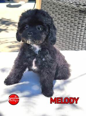 ❤️MELODY❤️Shih-Poo, femelle, +- 12 lbs ❤️MELODY❤️Shih-Poo, femelle, +- 12 lbs