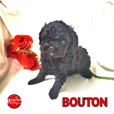❤️Bouton❤️ Caniche, male, 6 à 12 LBS ❤️Bouton❤️ Caniche, male, 6 à 12 LBS