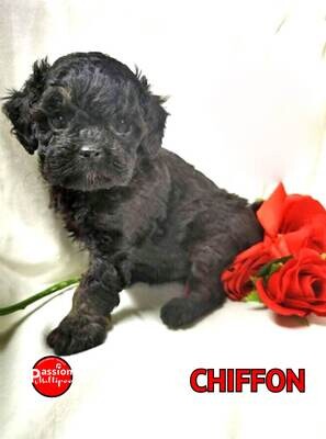❤️Chiffon❤️ Caniche, male, 6 à 12 LBS ❤️Chiffon❤️ Caniche, male, 6 à 12 LBS