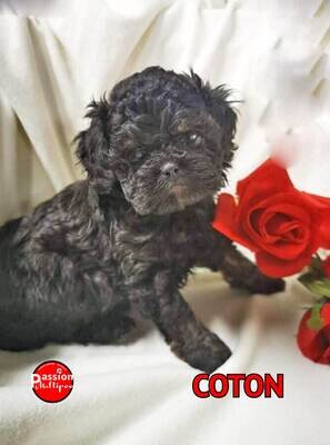 ❤️Coton❤️ Caniche, male, 6 à 12 LBS ❤️Coton❤️ Caniche, male, 6 à 12 LBS