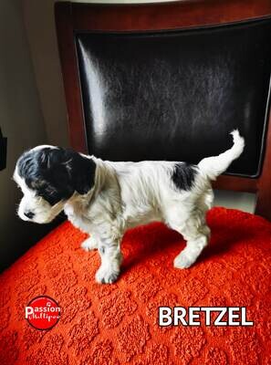 ❤️Bretzel❤️ Caniche, femelle, 6 à 12 LBS ❤️Bretzel❤️ Caniche, femelle, 6 à 12 LBS