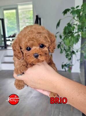 *BRIO *BRIO