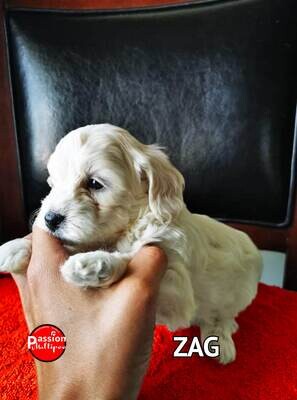 ❤️Zag❤️ Caniche, femelle, 6 à 12 LBS ❤️Zag❤️ Caniche, femelle, 6 à 12 LBS