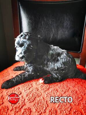 ❤️Recto❤️ Caniche, male, 6 à 12 LBS ❤️Recto❤️ Caniche, male, 6 à 12 LBS