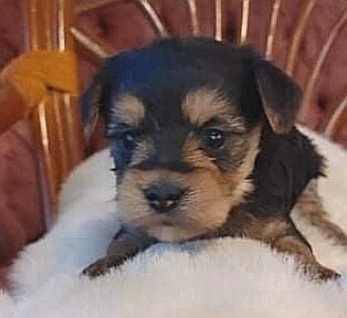 ❤️Valka❤️ Morkie, femelle, +- 6 LBS ❤️Valka❤️ Morkie, femelle, +- 6 LBS