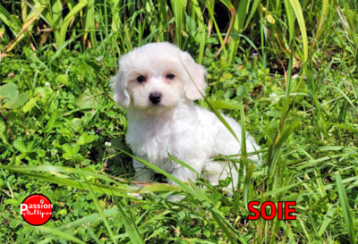 ❤️Soie❤️ Caniche, Femelle, 6 à 12 LBS ❤️Soie❤️ Caniche, Femelle, 6 à 12 LBS