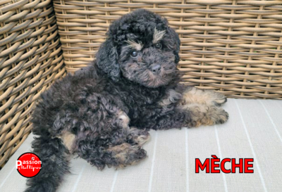 ❤️Mèche❤️ Caniche, femelle, 6 à 12 LBS ❤️Mèche❤️ Caniche, femelle, 6 à 12 LBS