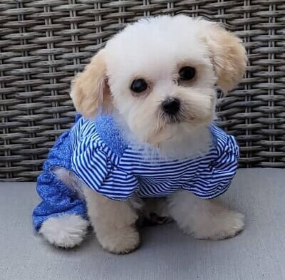 ❤️ECLAT❤️, male, Maltipoo, F1, +- 4 lbs ❤️ECLAT❤️, male, Maltipoo, F1, +- 4 lbs