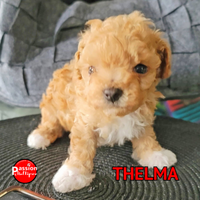 *THELMA *THELMA