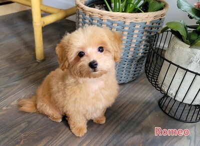 ❤️ROMEO❤️, male, f1b +- 6 lbs (Francine, Laval, Qc., Canada) ❤️ROMEO❤️, male, f1b +- 6 lbs (Francine, Laval, Qc., Canada)