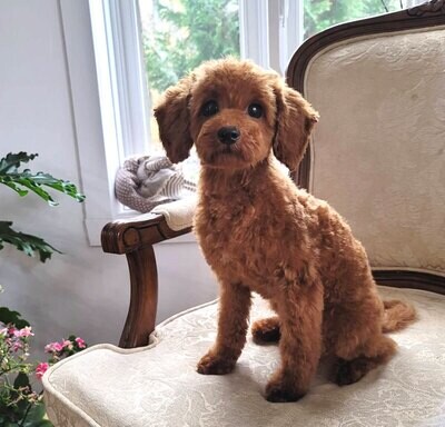 ❤️BRIO❤️, male, Maltipoo F2, +- 10 lbs ❤️BRIO❤️, male, Maltipoo F2, +- 10 lbs