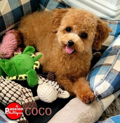 ❤️COCO❤️, femelle, Maltipoo F1, +- 7 lbs ❤️COCO❤️, femelle, Maltipoo F1, +- 7 lbs