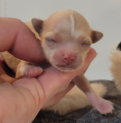 ❤️MINI❤️, femelle, f1b +- 2 lbs (Isaac, Montpellier, France) ❤️MINI❤️, femelle, f1b +- 2 lbs (Isaac, Montpellier, France)