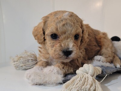 ❤️TOM❤️, male, f1b +- 5½ lbs (Surprise) ❤️TOM❤️, male, f1b +- 5½ lbs (Surprise)