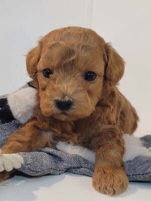 ❤️TOUPIE❤️, femelle, f1b +- 5½ lbs ❤️TOUPIE❤️, femelle, f1b +- 5½ lbs