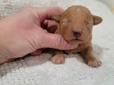 ❤️EUGENE❤️, MALE, f1b +- 7 lbs adulte ❤️EUGENE❤️, MALE, f1b +- 7 lbs adulte