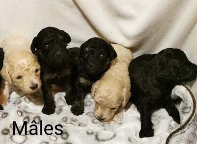 ❤️CANICHE TOY ❤️, 5 MALE,S, 1 FEMELLE, 7 à 12 lbs adulte ❤️CANICHE TOY ❤️, 5 MALE,S, 1 FEMELLE, 7 à 12 lbs adulte