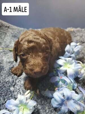❤️CANICHE TOY ❤️, 2 MALE,S, +- 8 lbs adulte ❤️CANICHE TOY ❤️, 2 MALE,S, +- 8 lbs adulte
