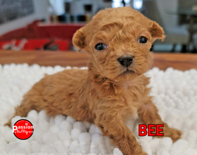 ❤️BEE❤️, femelle, maltipoo, f1b +- 3 lbs adulte (Isaac, Montpellier, France)