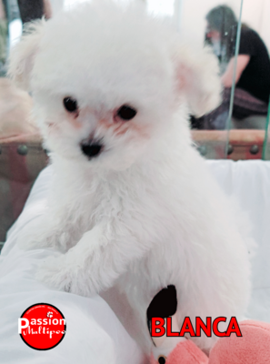 ❤️BLANCA❤️, femelle, f1b +- 3 lbs ( Patricia, Nice, France) ❤️BLANCA❤️, femelle, f1b +- 3 lbs ( Patricia, Nice, France)