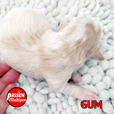 ❤️GUM❤️,MALE, maltipoo, f2 +- 6 lbs adulte ❤️GUM❤️,MALE, maltipoo, f2 +- 6 lbs adulte