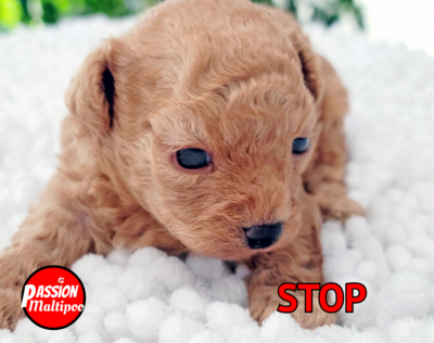 ❤️STOP❤️,MALE, maltipoo, f2 +- 7 lbs adulte ❤️STOP❤️,MALE, maltipoo, f2 +- 7 lbs adulte